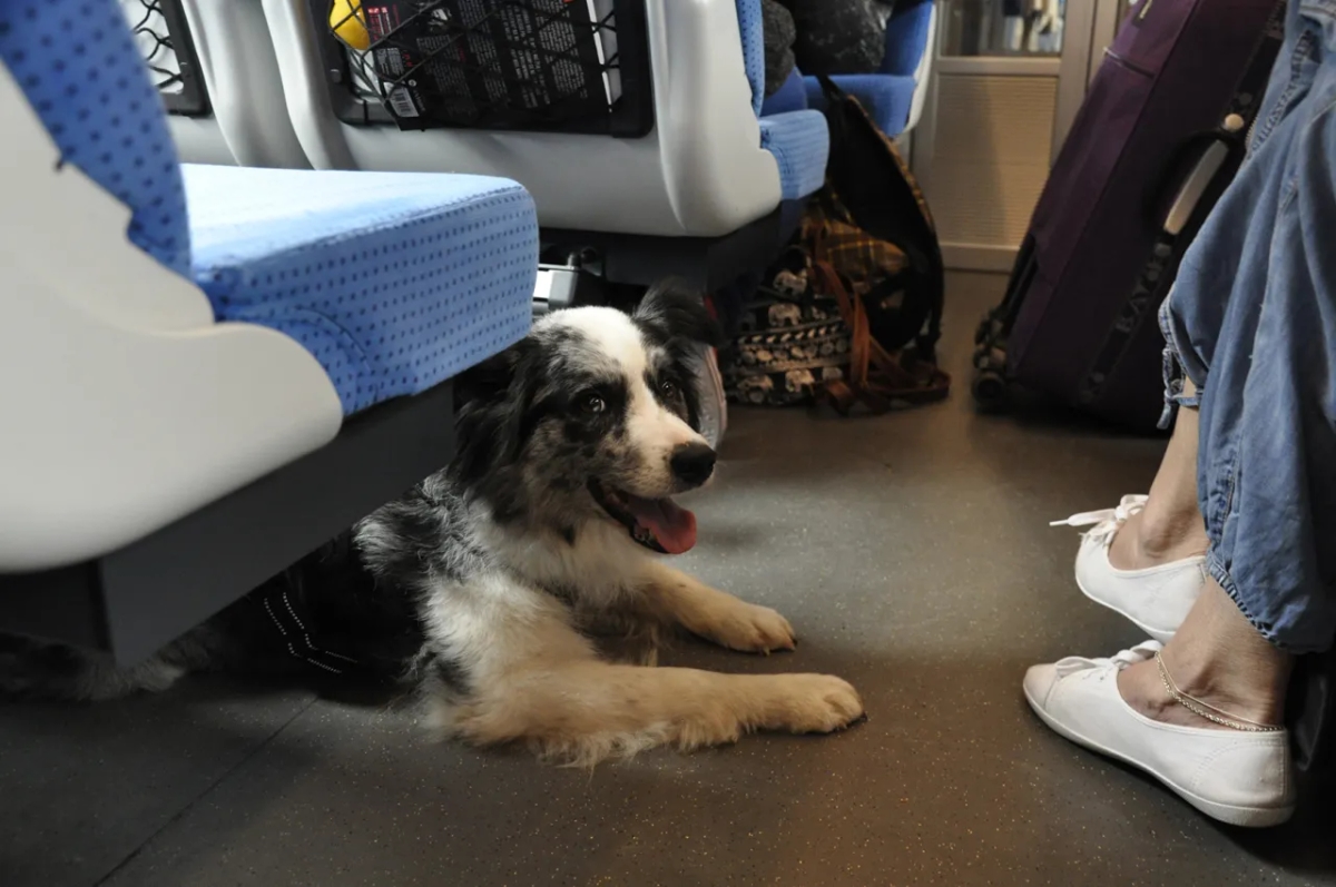 Jak przewozić psa w pociągu - nie popełnij tych błędów w podróży